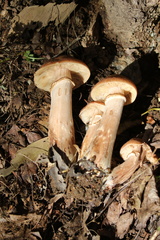 Armillaria ostoyae