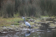 Egretta novaehollandiae novaehollandiae