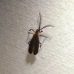 Leptoceletes basalis