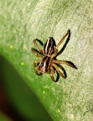 Phlegra bresnieri