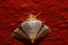 Eulepidotis rectimargo