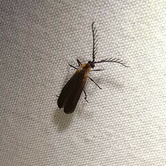 Leptoceletes basalis