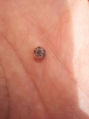 Xerotricha conspurcata