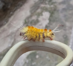 Lophocampa
