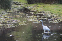 Egretta novaehollandiae novaehollandiae