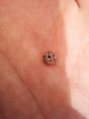 Xerotricha conspurcata