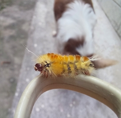 Lophocampa