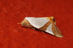 Eulepidotis rectimargo