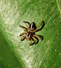 Phlegra bresnieri