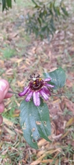 Passiflora andreana
