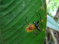 Euophryini