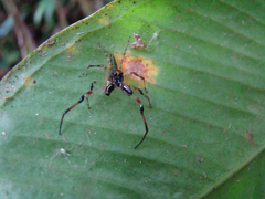 Euophryini