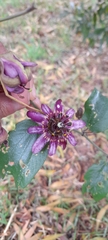 Passiflora andreana