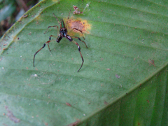 Euophryini