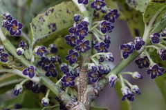 Melicytus lanceolatus