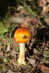 Amanita flavoconia