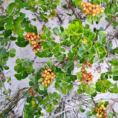 Searsia laevigata