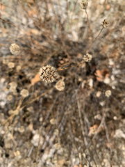 Santolina rosmarinifolia
