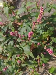 Persicaria