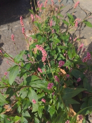 Persicaria