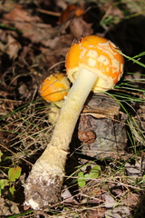 Amanita flavoconia