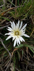 Hypochaeris sessiliflora