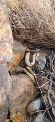Crotalus pyrrhus