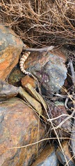 Crotalus pyrrhus