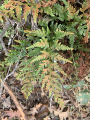 Asplenium adiantum-nigrum
