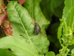 Lagria villosa