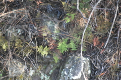 Myriopteris covillei