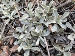 Antennaria parvifolia