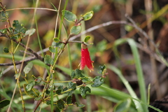 Correa reflexa scabridula