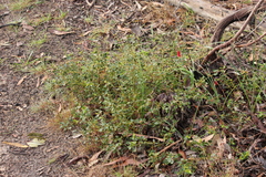 Correa reflexa scabridula