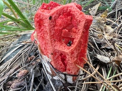 Clathrus ruber