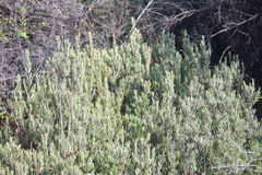 Ornithostaphylos oppositifolia