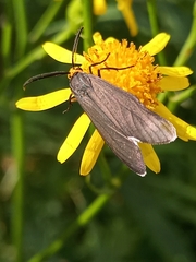 Ctenucha rubriceps