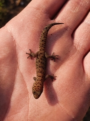 Pachydactylus affinis