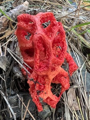 Clathrus ruber