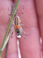 Alpaida veniliae