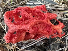 Clathrus ruber