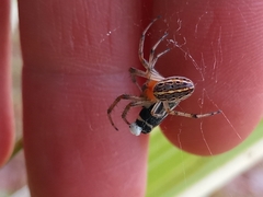 Alpaida veniliae
