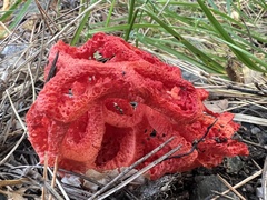 Clathrus ruber