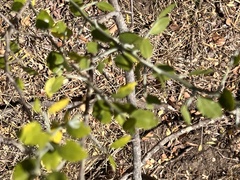 Sarcomphalus obtusifolius