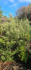 Ornithostaphylos oppositifolia