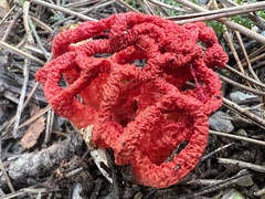 Clathrus ruber