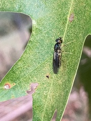 Sarginae