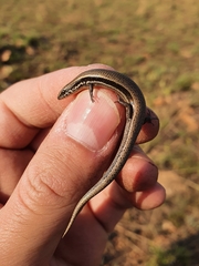 Panaspis wahlbergii