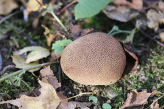 Scleroderma citrinum