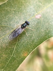 Sarginae